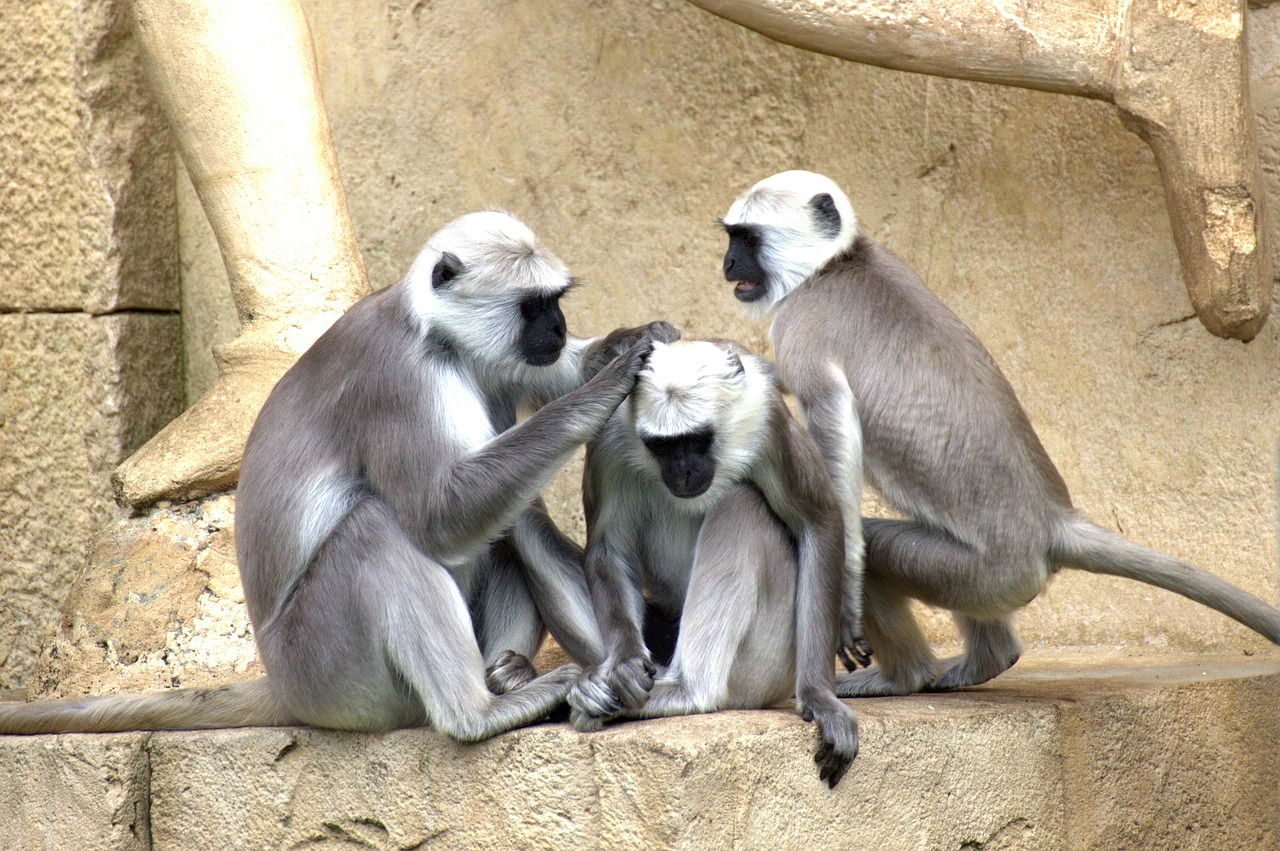 The Mystical Rituals of Thailand's Monkey Buffet Festival